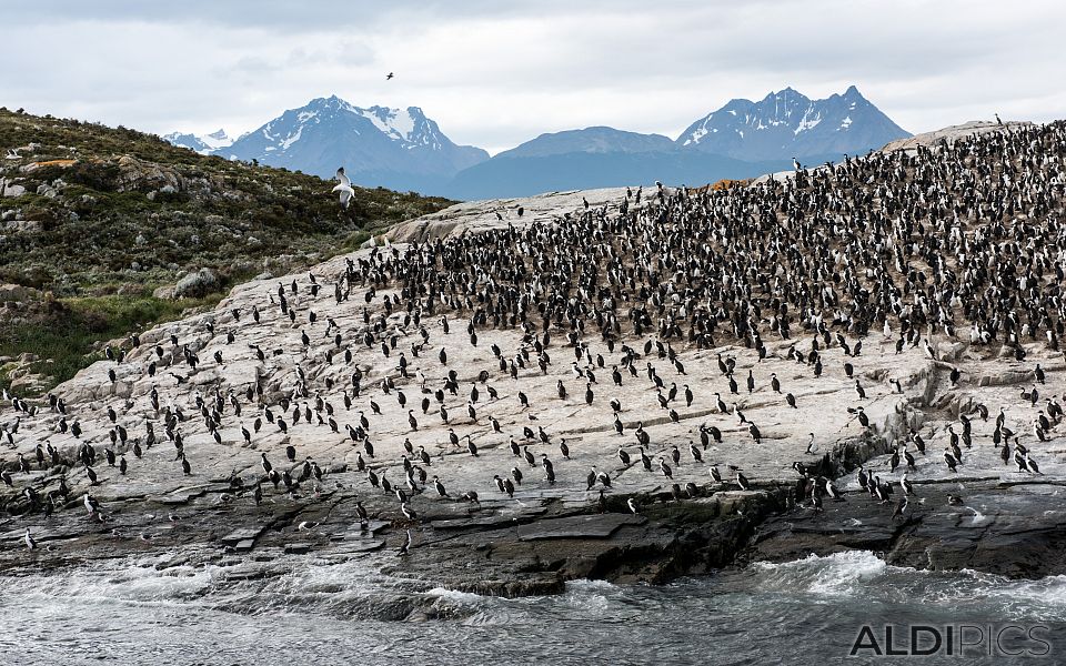 The coast of Ushuaia