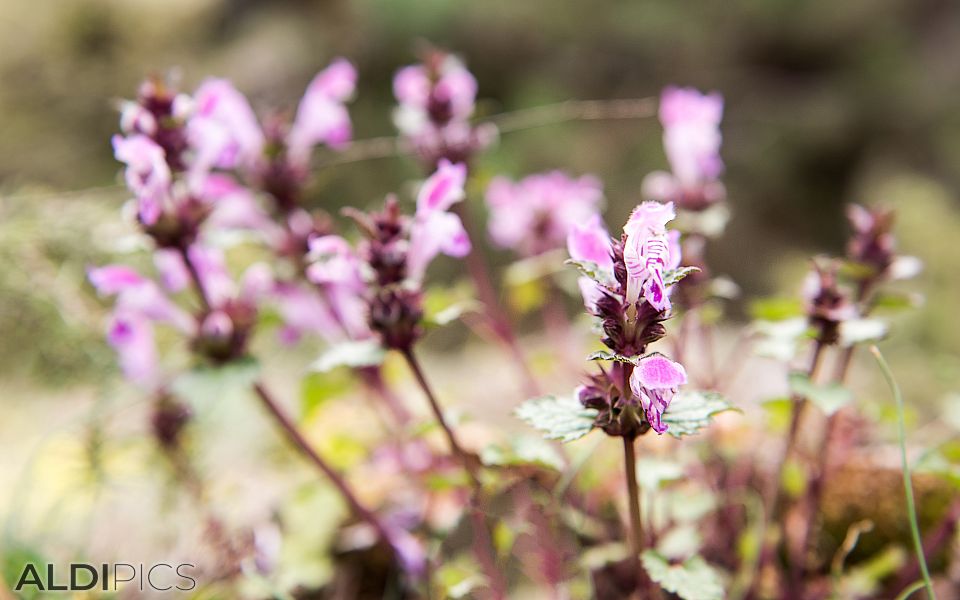 Flowers near Cave