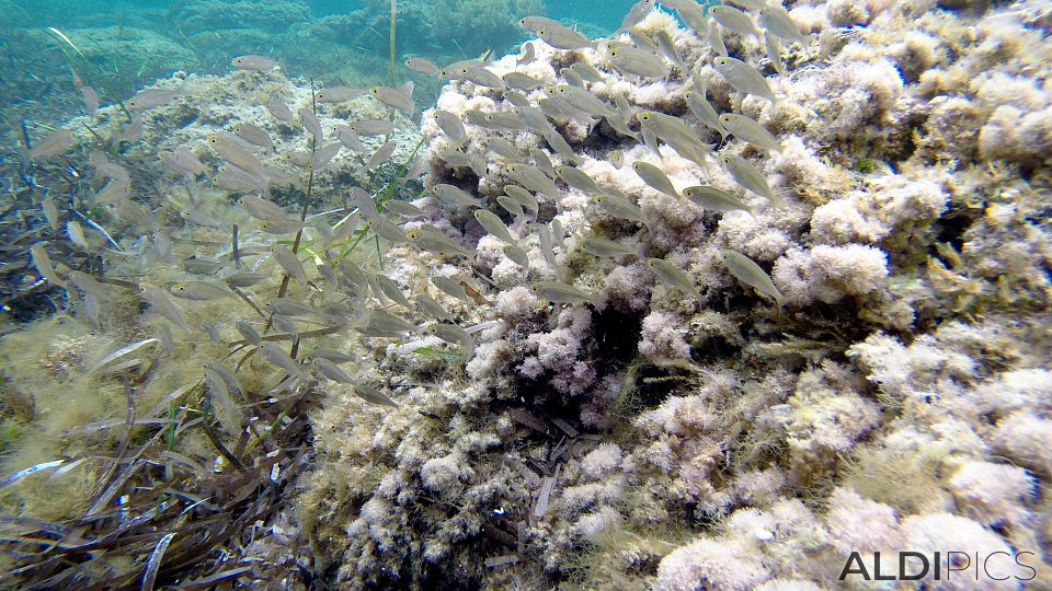 Snorkeling in Malta