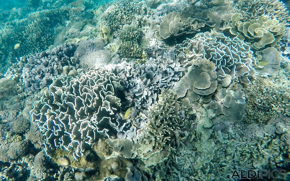 Reefs of Gili Meno