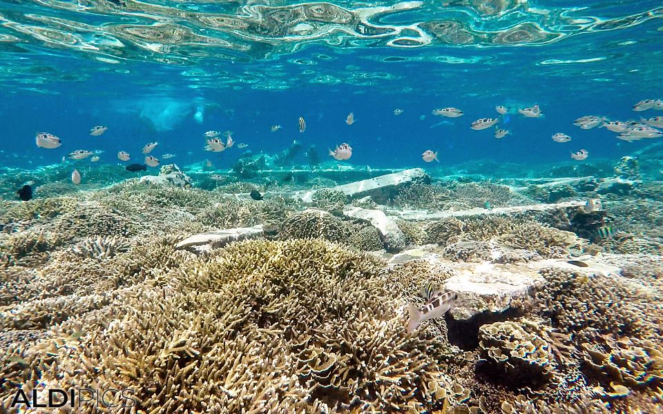 Reefs of Gili Meno