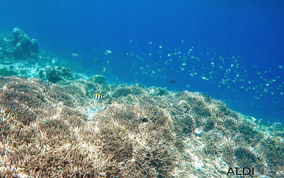 Reefs of Gili Meno