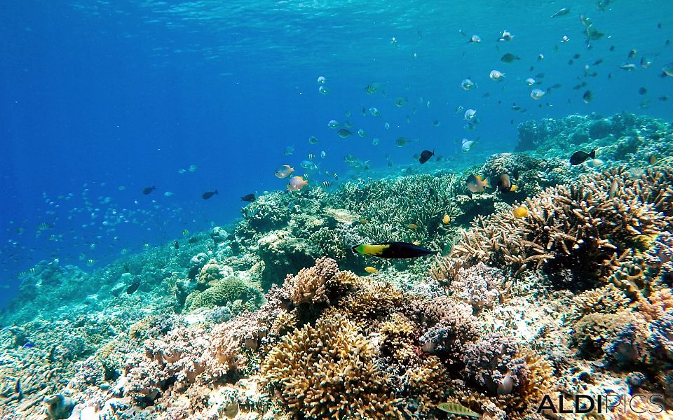 Reefs of Gili Meno