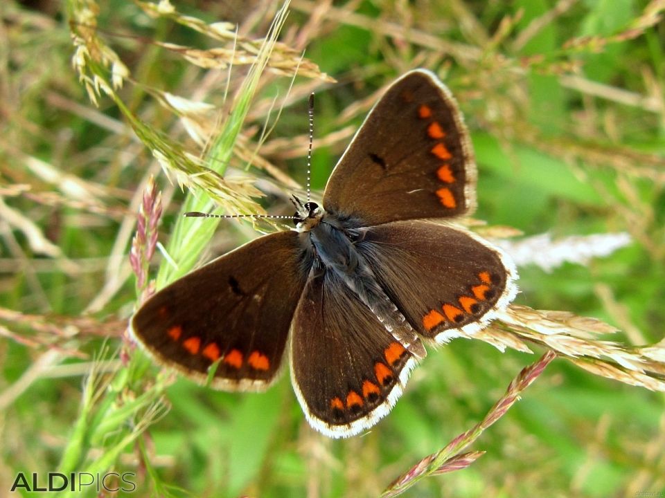 Brown butterfly with orange spots