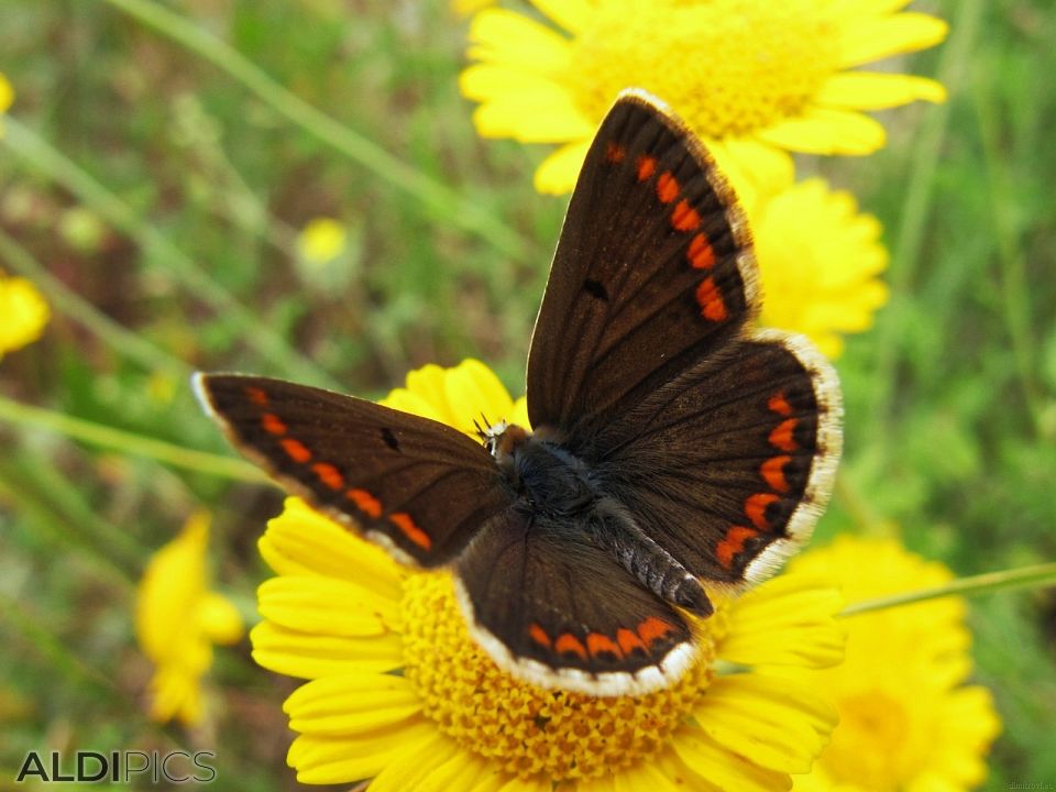 Brown butterfly on yellow flowers