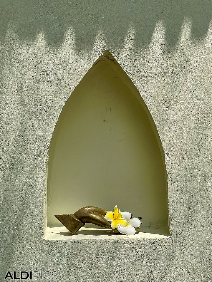 Frangipani