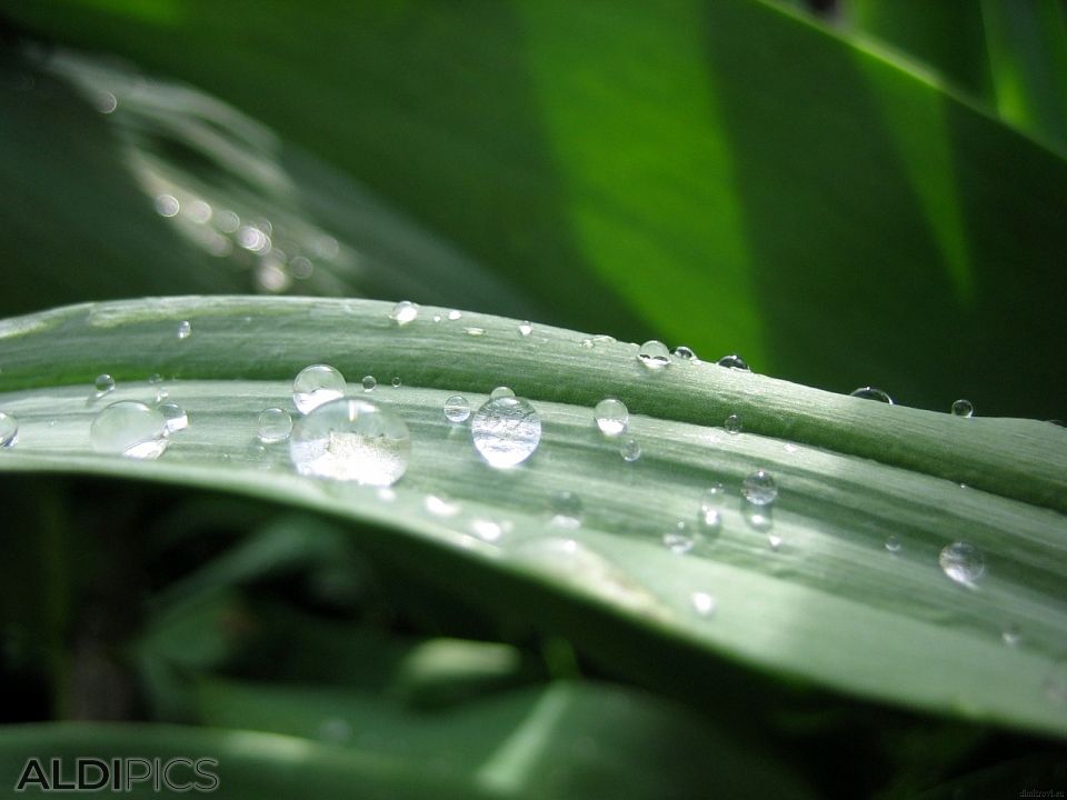 Rain drops on the leaves of the Tulip