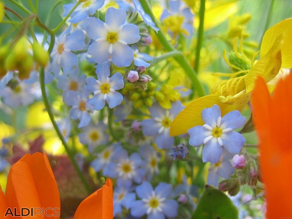Bouquet of delicate field flowers