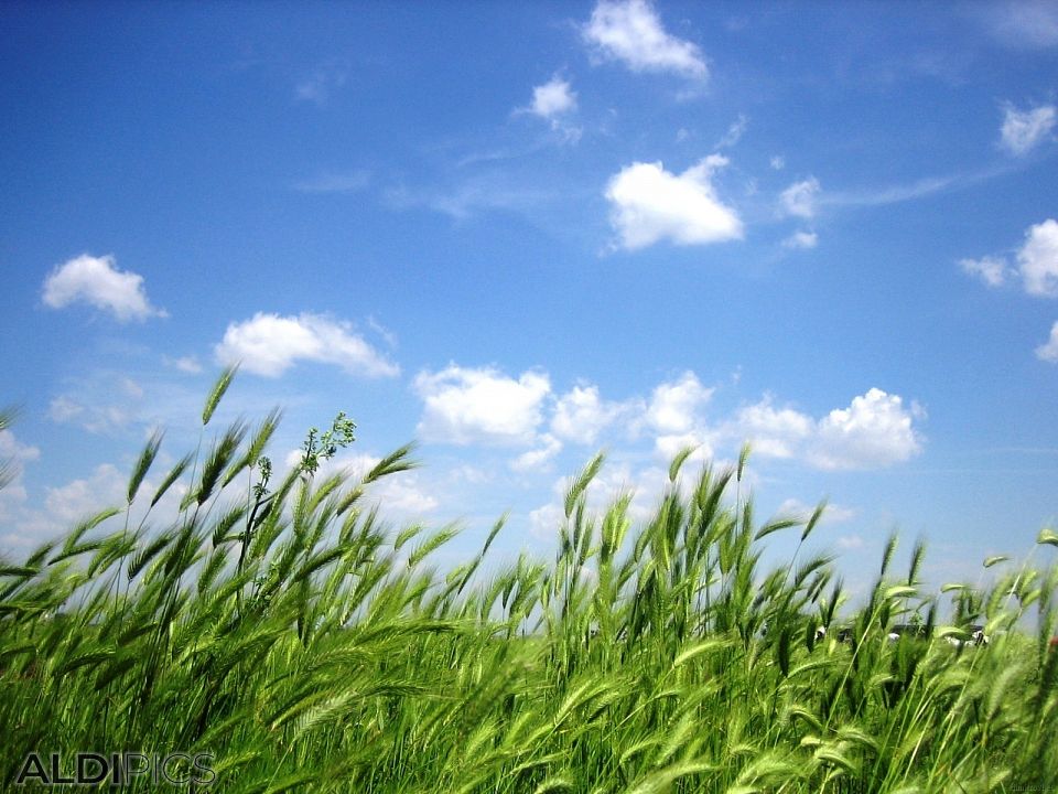 Зелена трева на фона на синьо небе с облачета