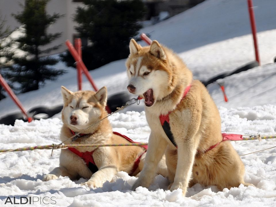 Alaskan Malamute