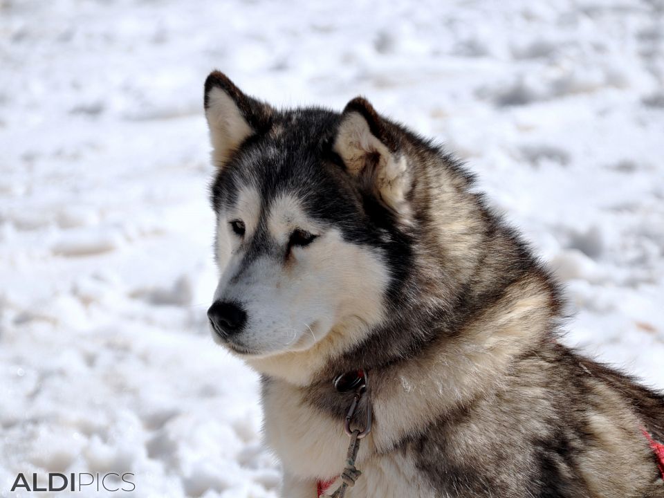 Alaskan Malamute