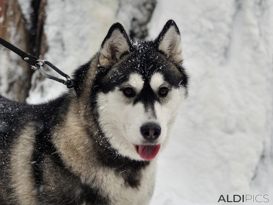 Husky in the snow