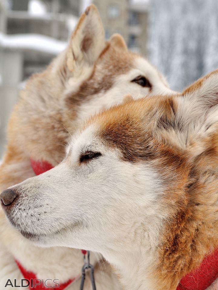 Fluffy puppies