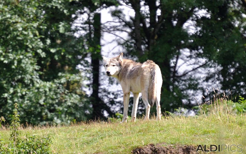 Wolf in Woburn Safari Park