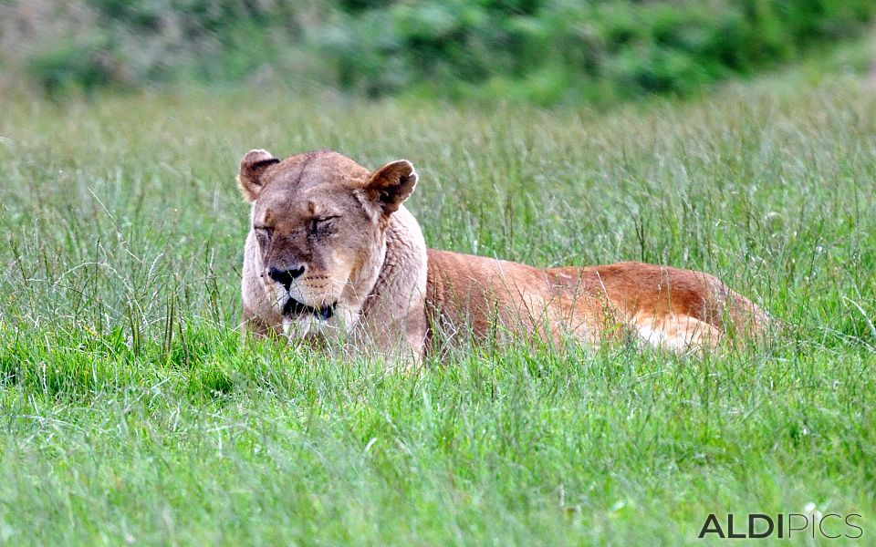 Lioness in Woburn Safari Park