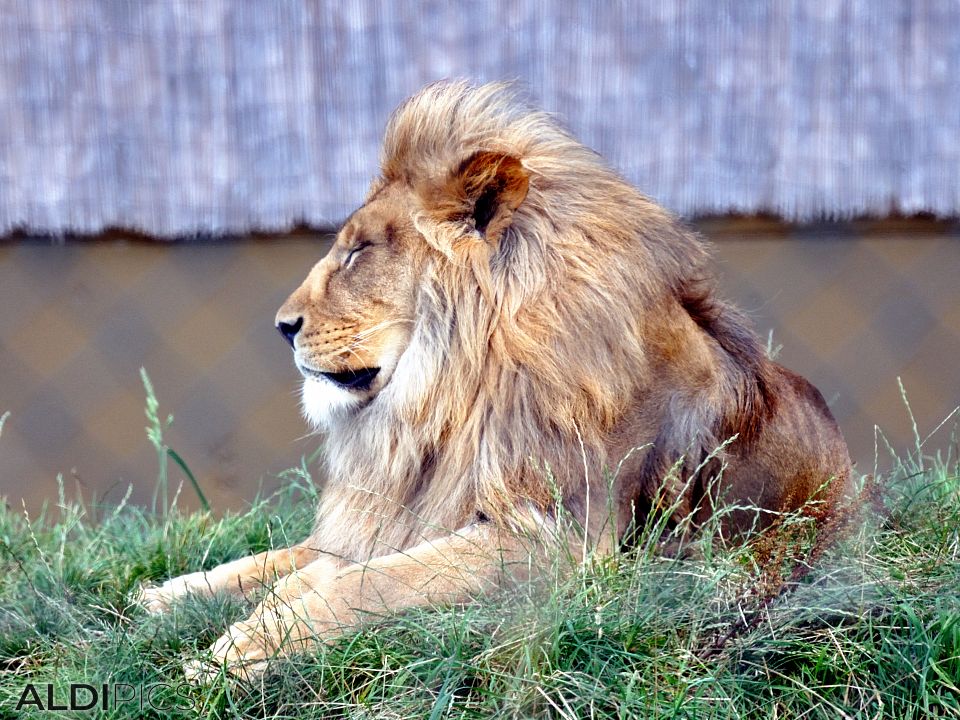 African lion in Woburn Safari Park