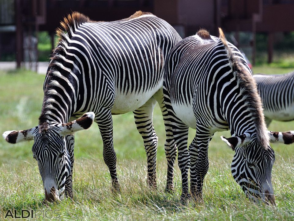 Зебри в сафари парк “Уобърн”