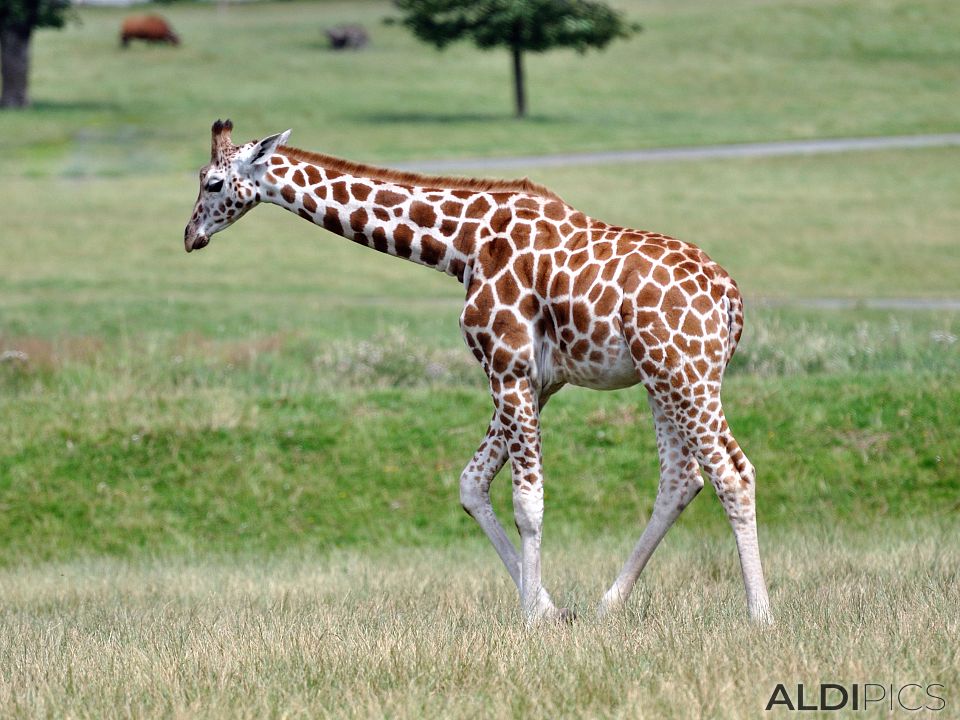 Giraffes in Woburn Safari Park