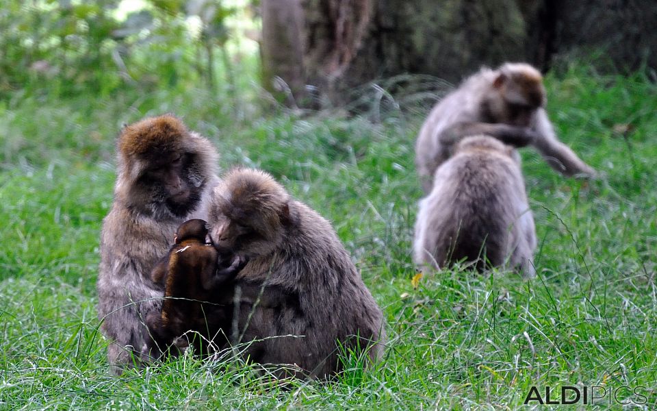 Мonkeys in Woburn Safari Park