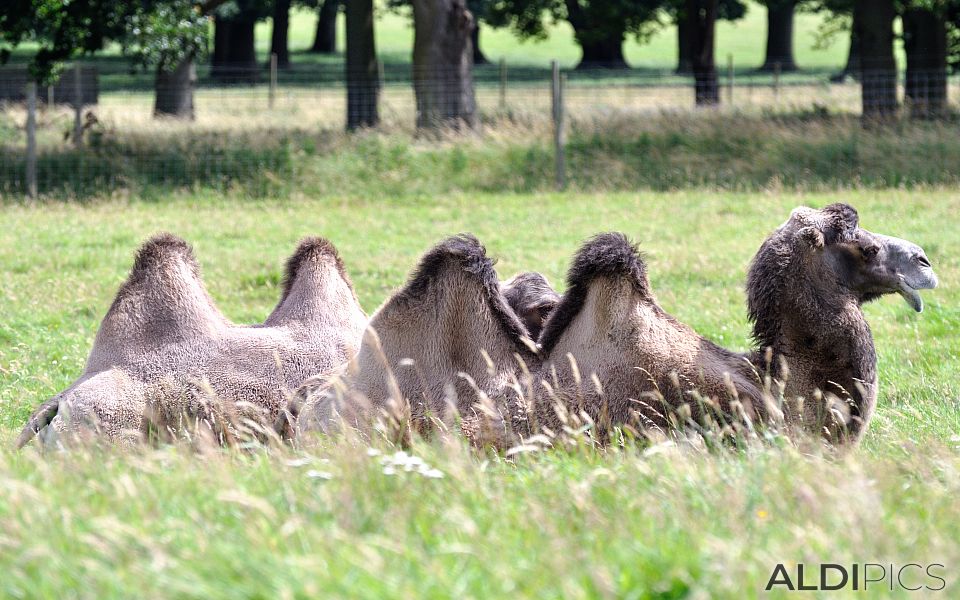 Camels in Woburn Safari Park