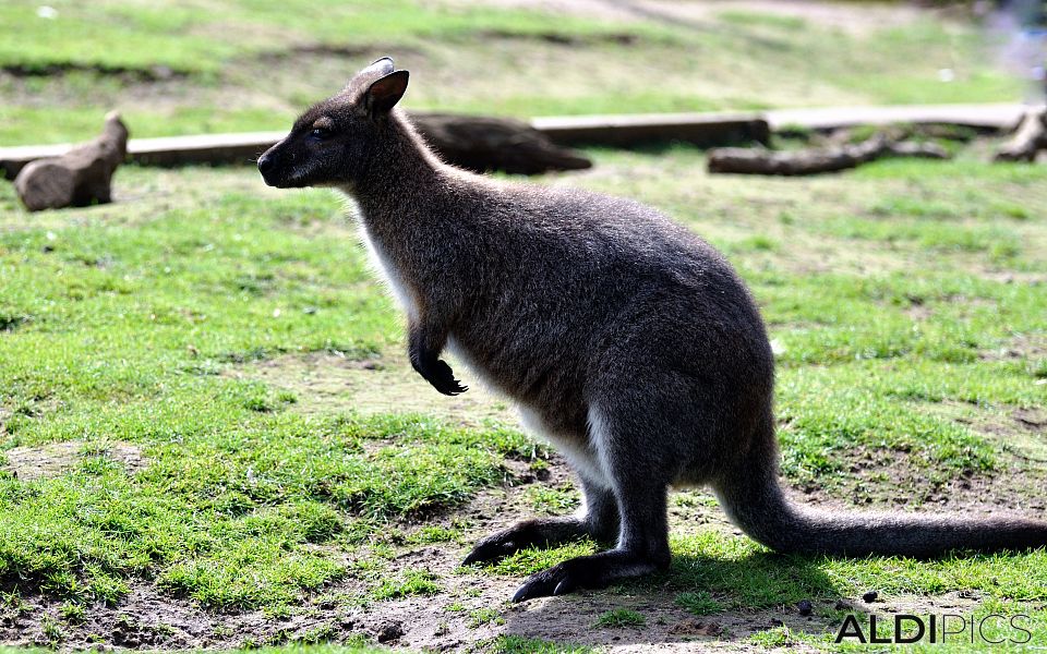 Kangaroo in Woburn Safari Park