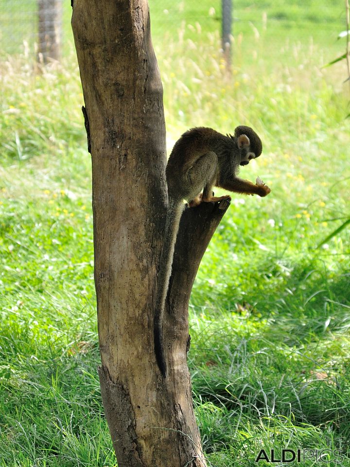 Маймуни в сафари парк “Уобърн”
