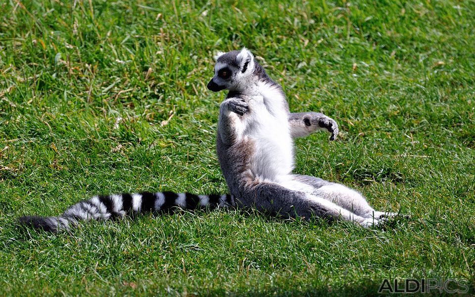 Lemur in Woburn Safari Park