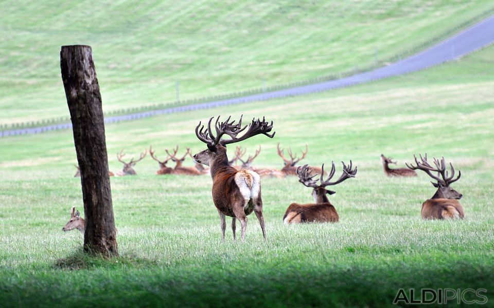 Deers in Woburn Safari Park