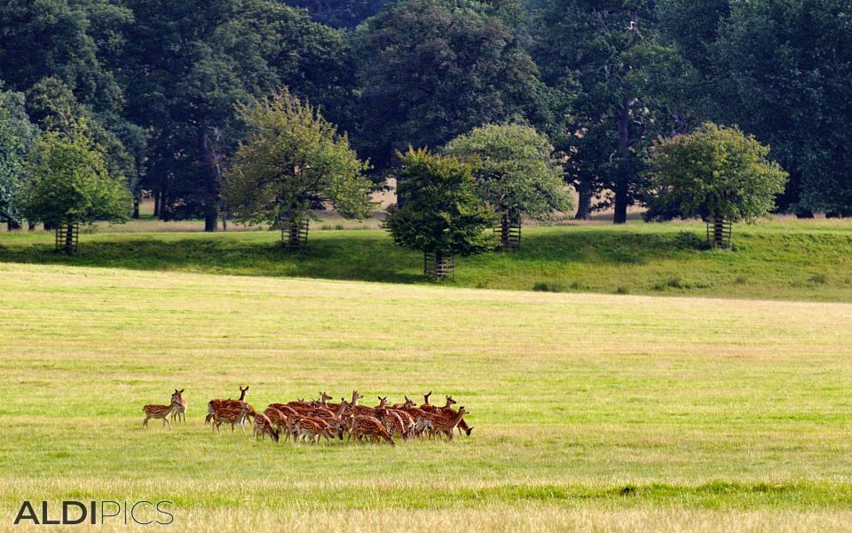 Roedeers in Woburn Safari Park