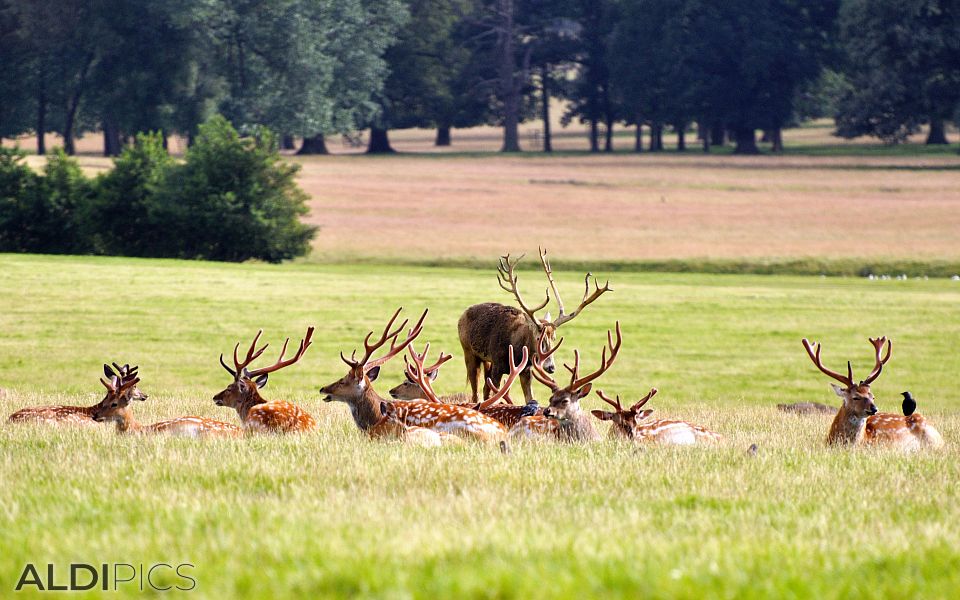 Deers in Woburn Safari Park