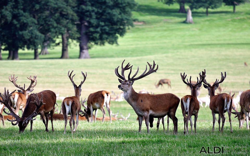 Deers in Woburn Safari Park