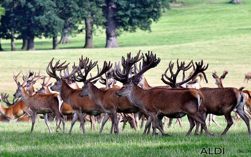 Deers in Woburn Safari Park