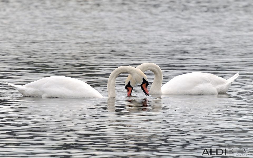 Beautiful swans in a London park