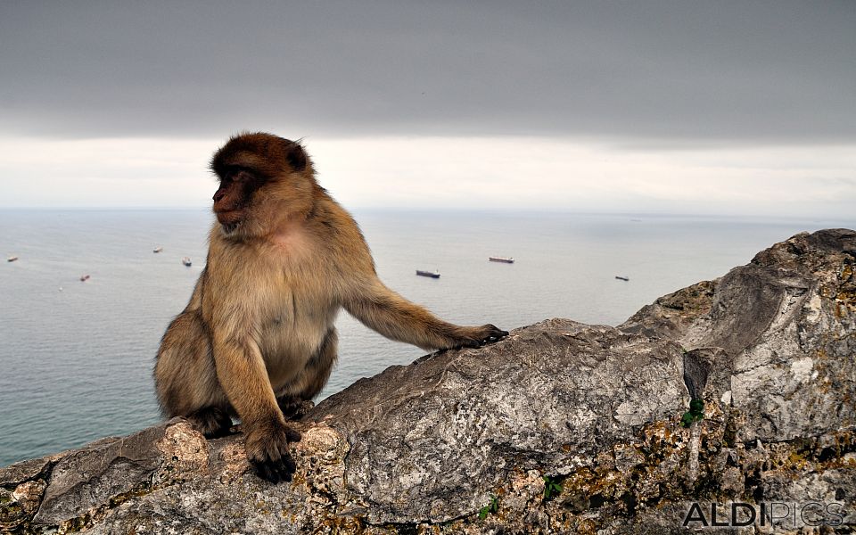 Берберски макак на скалата на Гибралтар
