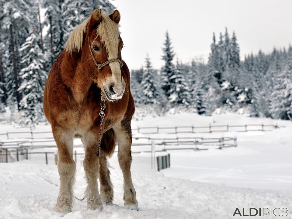 Horses in Starina