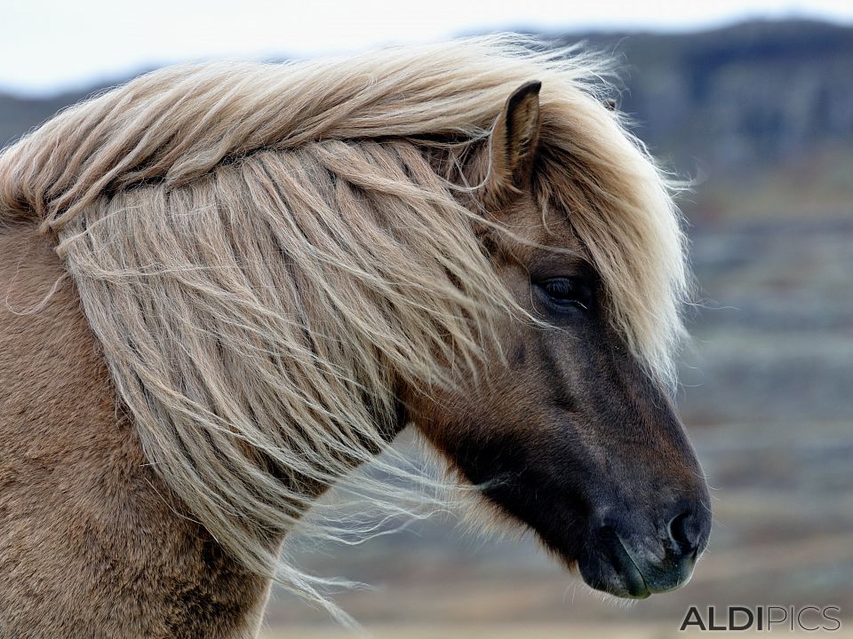 Horses somewhere in Iceland