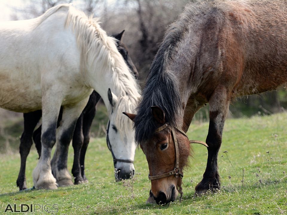 Horses in the meadow