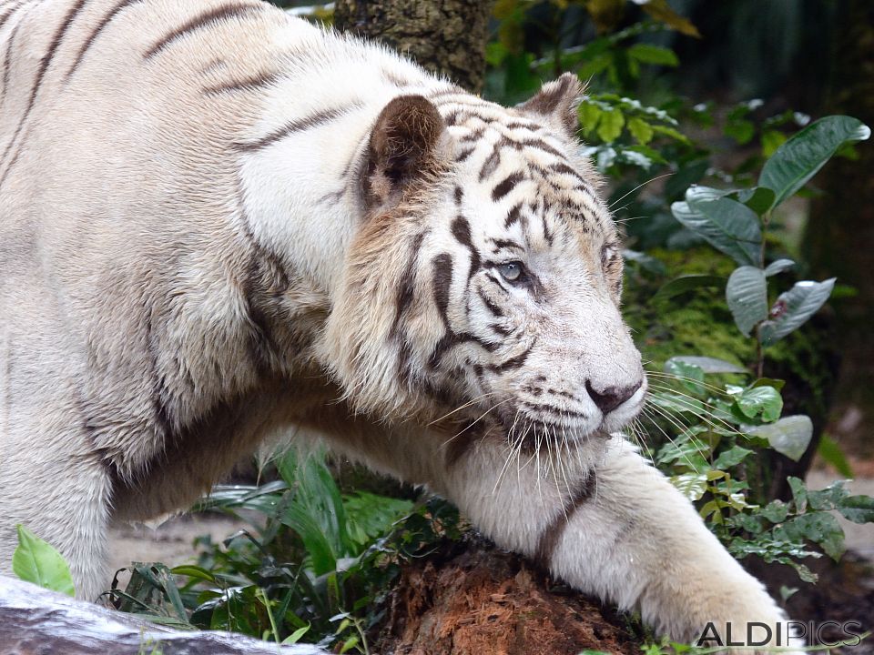 White tiger