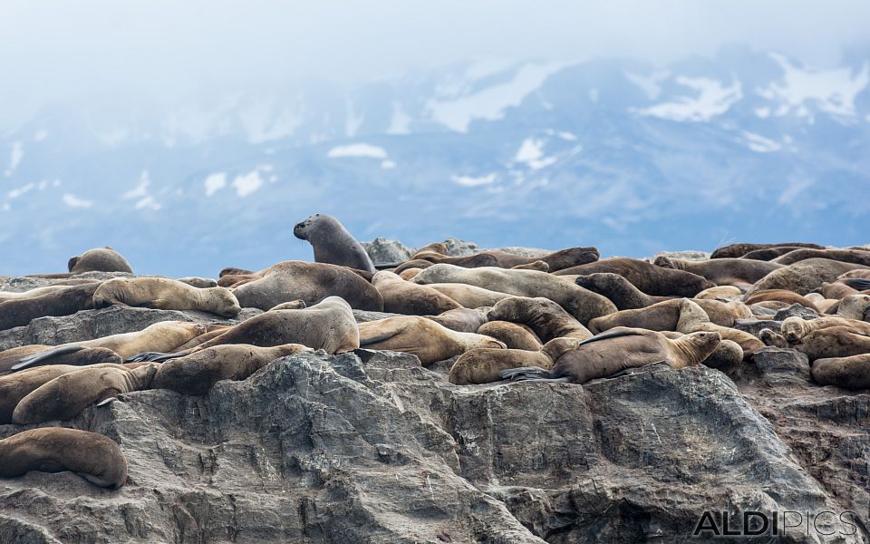 The coast of Ushuaia