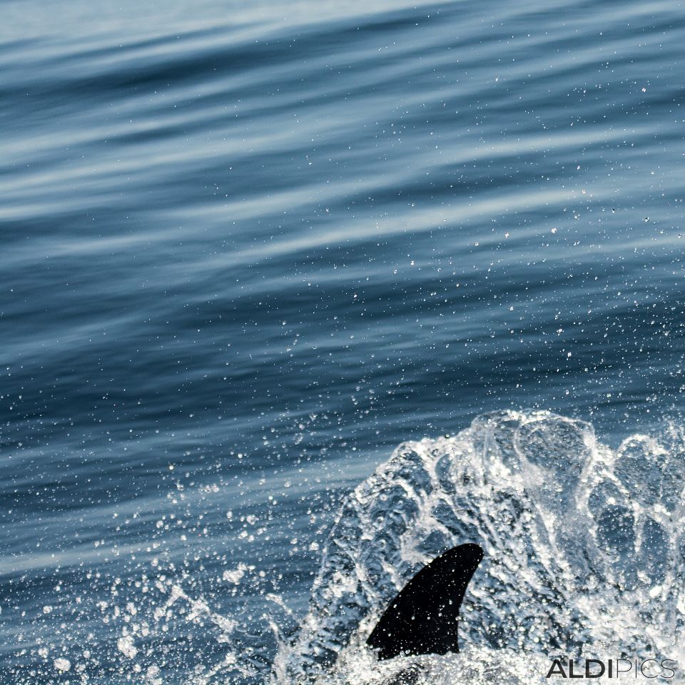 Dolphins near Magdalena island