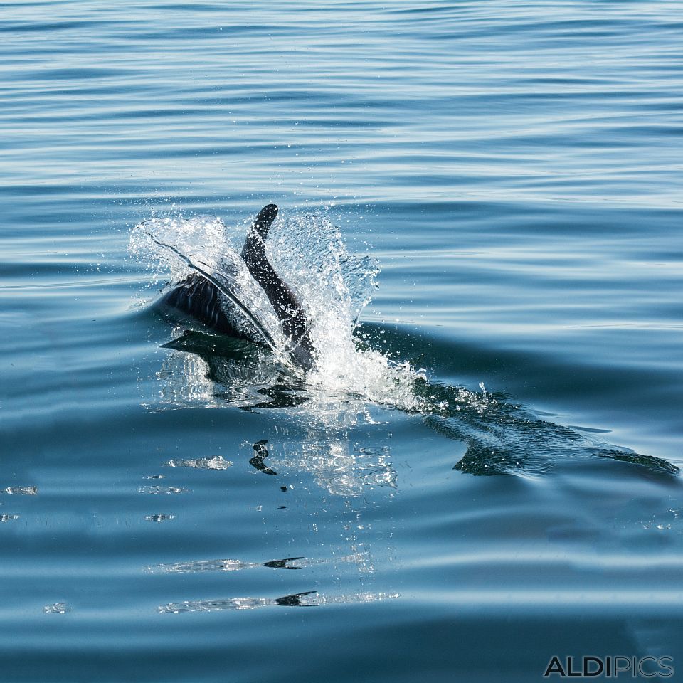 Dolphins near Magdalena island