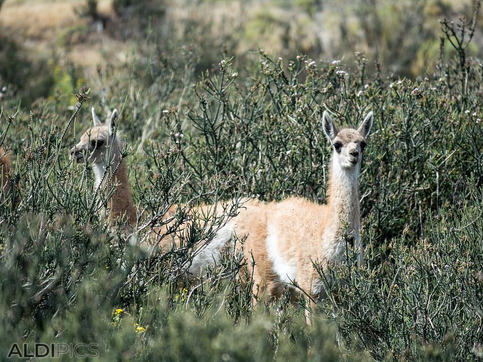 Guanaco