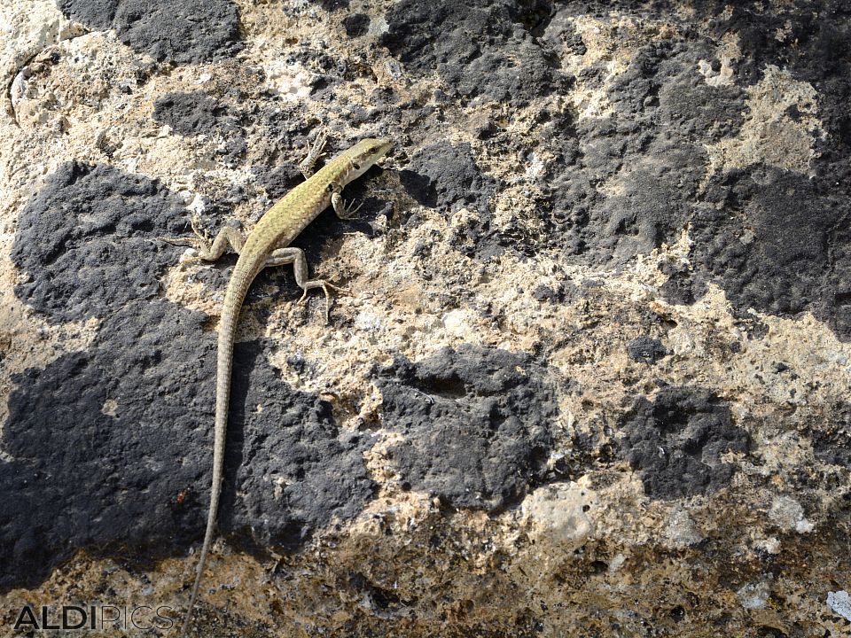 Lizard on the wall