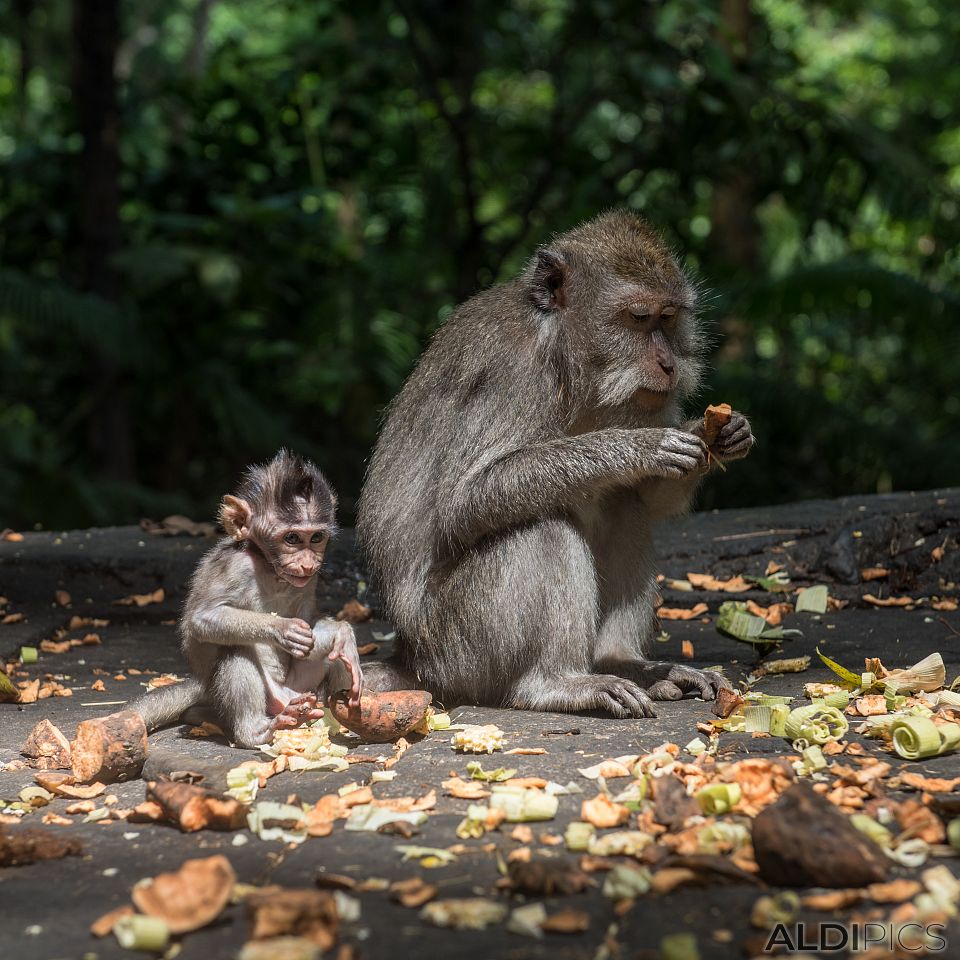 Monkey forest