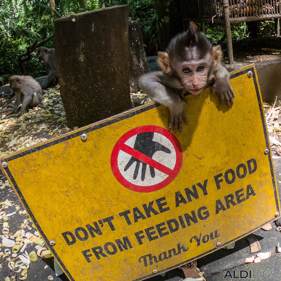 Monkey forest