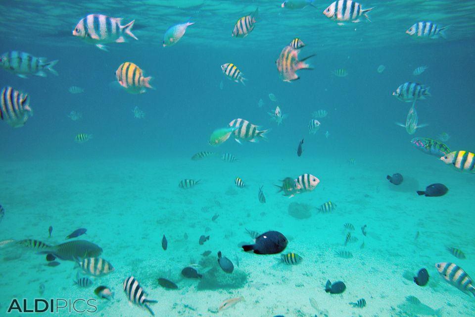 Snorkelling in the sea