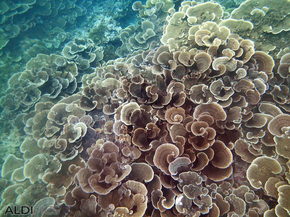 Coral reefs