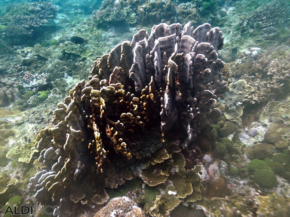 Коралови рифове