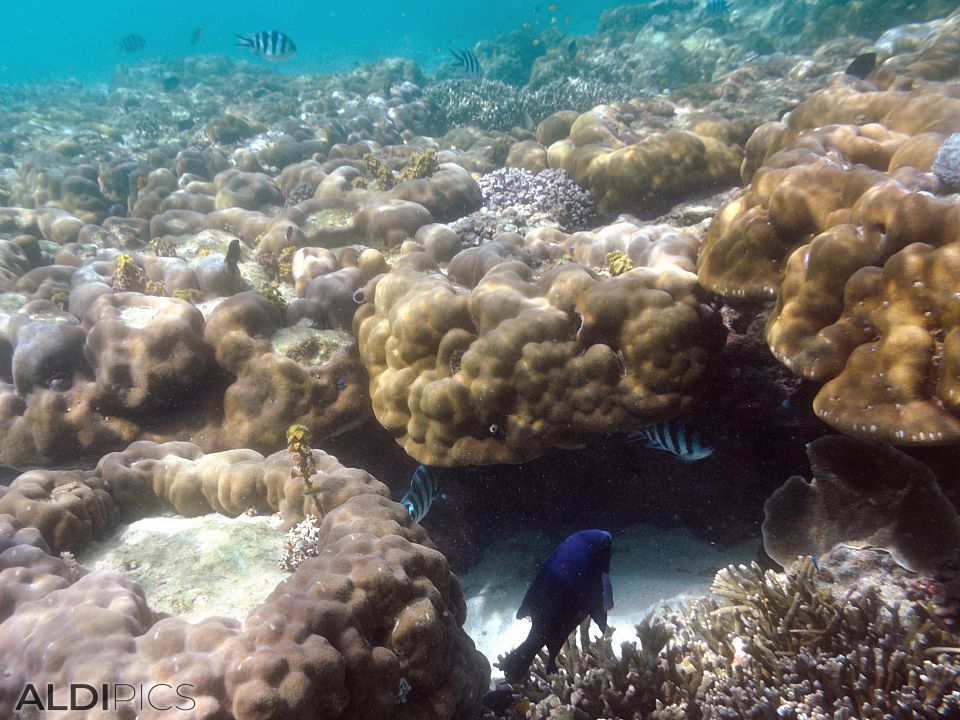 Coral reefs