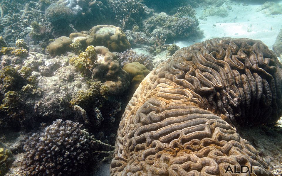 Coral reefs